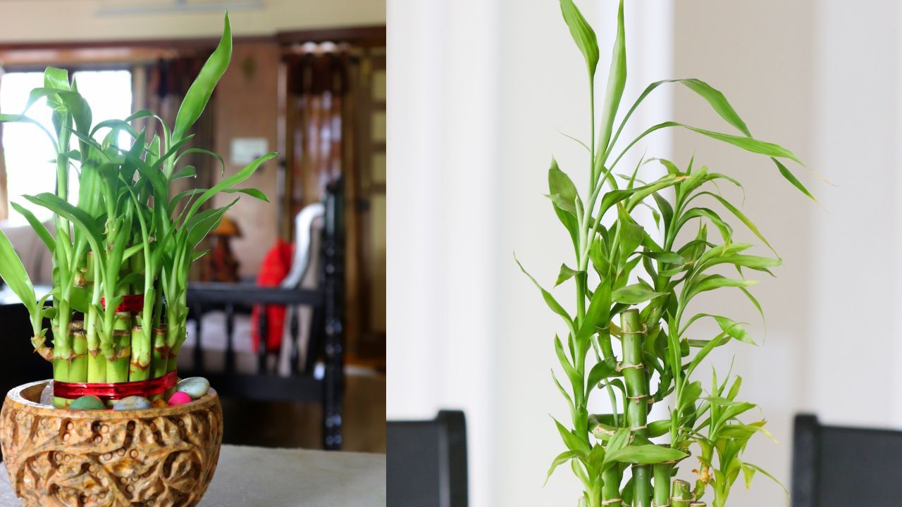 વાસ્તુશાસ્ત્ર મુજબ, વાંસનો છોડ હંમેશા યોગ્ય દિશામાં લગાવવો જોઈએ. તેને ઘરના પૂર્વ કે ઉત્તર દિશામાં મુકવાથી ઘરમાં સકારાત્મક ઉર્જા વધે છે અને અનેક સમસ્યાઓથી છૂટકારો મળે છે. ખાસ કરીને આર્થિક મુશ્કેલીઓનો સામનો કરી રહ્યા હોય તો વાંસનો છોડ ઘરમાં મૂકવાથી ધન વધે છે અને આર્થિક સ્થિતિ મજબૂત બને છે. ( Credits: Getty Images )