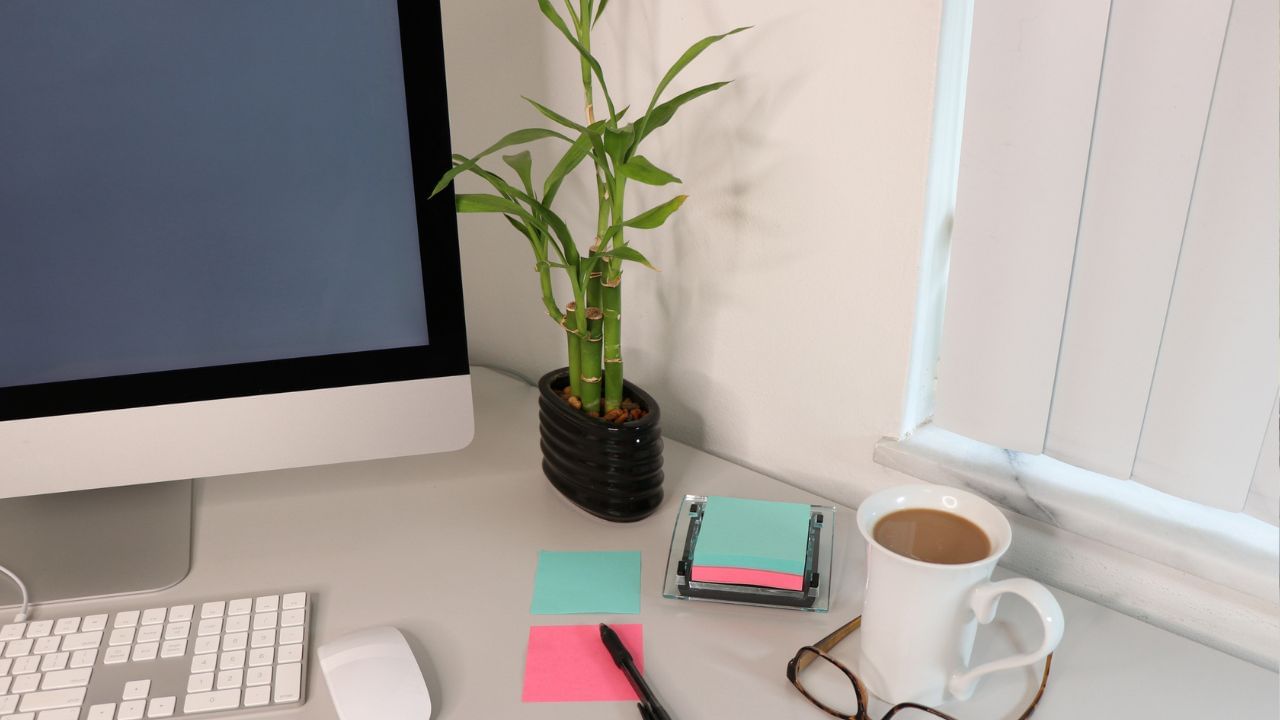 વાંસનો છોડ ઘરમાં શૌચાલય અથવા બાથરૂમની નજીક કદી પણ ન મૂકવો જોઈએ, કારણ કે તે સ્થળો અશુદ્ધ માનવામાં આવે છે. રસોડું પણ એવું સ્થાન છે જ્યાં વાંસનો છોડ મુકવો અનુકૂળ નથી. આવા સ્થળોએ આ છોડ મુકવાથી તેની સકારાત્મકતા નષ્ટ થઈ શકે છે.છોડને હંમેશા સ્વચ્છ જગ્યાએ રાખવો જોઈએ અને તેના પાણીની સમયસર દેખરેખ લેવી જરૂરી છે. નિયમિત રીતે પાણી બદલી આપવાથી છોડ તાજું રહે છે. એવી માન્યતા છે કે લાલ રિબનથી બંધાયેલા વાંસના છોડને ઘરના મુખ્ય પ્રવેશદ્વાર કે ઓફિસમાં મૂકવાથી સફળતા અને વિકાસના અવસર વધે છે. ( Credits: Getty Images )