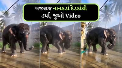 Viral Video: નાના દેડકાંએ હાથીને ડરાવ્યો, ગજરાજ કરી રહ્યા હતા સ્નાન, રિએક્શન છે જોવા જેવું