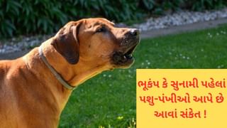 ભૂકંપ અને સુનામી પહેલાં પ્રાણીઓ શા માટે બેચેન થાય છે? તે કેવા સંકેત આપે તો સમજી જવું જોઈએ