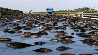 દુનિયામાં આવા ઘણા રહસ્યો છે, જે હજુ પણ અકબંધ છે. તેમાંથી એક છે આકાશમાંથી માછલીઓનો વરસાદ થવો. ખાસ કરીને ચોમાસા દરમિયાન, લોકો કહે છે કે વરસાદની સાથે, માછલીઓ પણ આકાશમાંથી જમીન પર પડે છે.