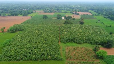 FSI 2023ના અહેવાલ પ્રમાણે વર્ષ 2021માં ગુજરાતમાં ફોરેસ્ટ કવર અને ટ્રી કવર એમ બંને મળીને કુલ ટ્રી કવર  2.89 ટકા હતું, જે વર્ષ 2023માં વધીને  3.38 ટકા થયું હતું. જ્યારે વર્ષ  2021માં રાજ્યનું કુલ ગ્રીન કવર 10.41 ટકા હતું જે વધીને વર્ષ 2023 માં 11.03 ટકા થયું છે. જે આપણા સૌ માટે ગૌરવ સમાન છે.