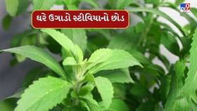 ડાયાબિટીસના દર્દીની સુગર ક્રેવિંગ કરશે દૂર, ઘરે ઉગાડો સ્ટીવિયાનો છોડ ડાયાબિટીસના દર્દીની સુગર ક્રેવિંગ કરશે દૂર, ઘરે ઉગાડો સ્ટીવિયાનો છોડ
