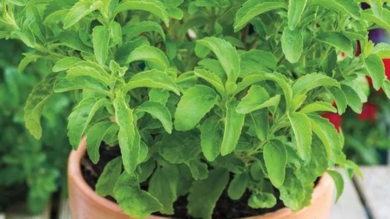 આ છોડને ઉગાડ્યાના 20-21 દિવસ પછી ગ્રોથ થવાની શરુઆત થાય છે. છોડને યોગ્ય સૂર્ય પ્રકાશ મળે તેનું ખાસ ધ્યાન રાખો. 