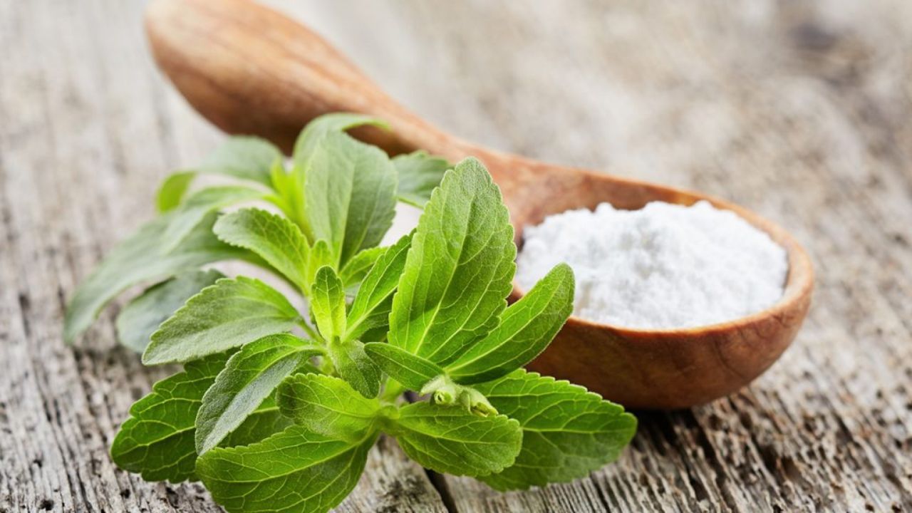 સ્ટીવિયાનો છોડ ઘરે ઉગાડવો ખૂબ જ સરળ છે. તેના માટે સૌથી પહેલા એક મોટા કુંડામાં સારી ગુણવત્તાની માટી ભરો. 