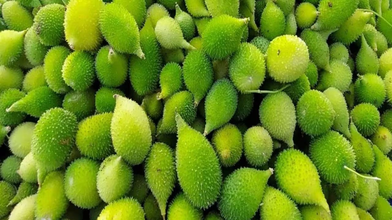 kankoda 3