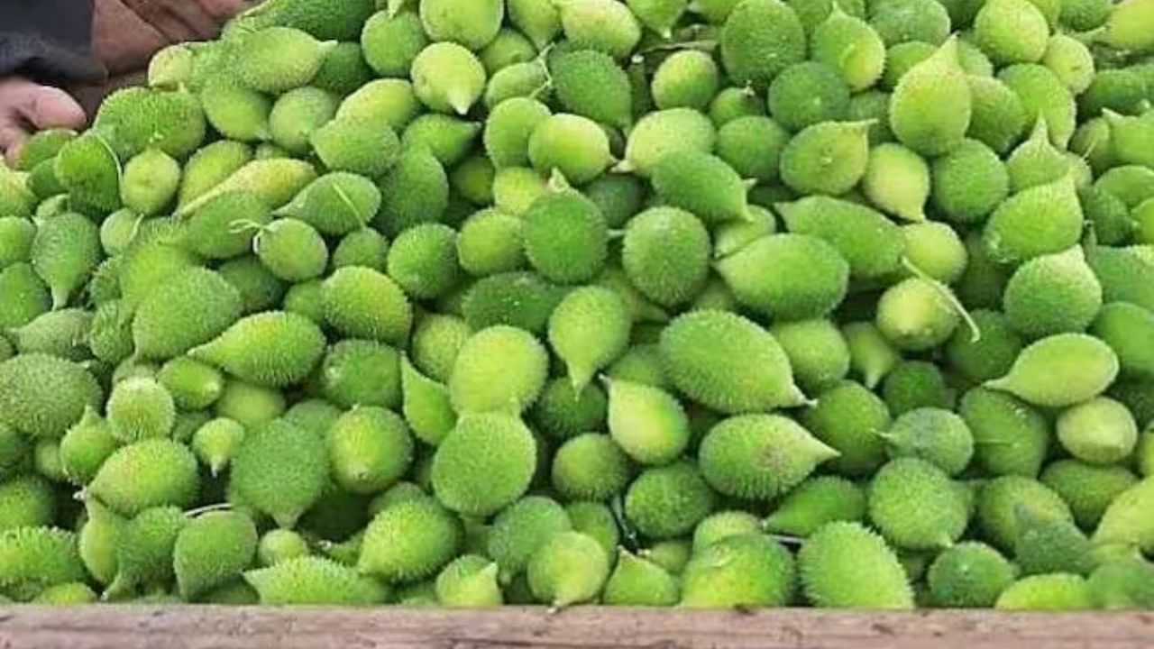 kankoda 7