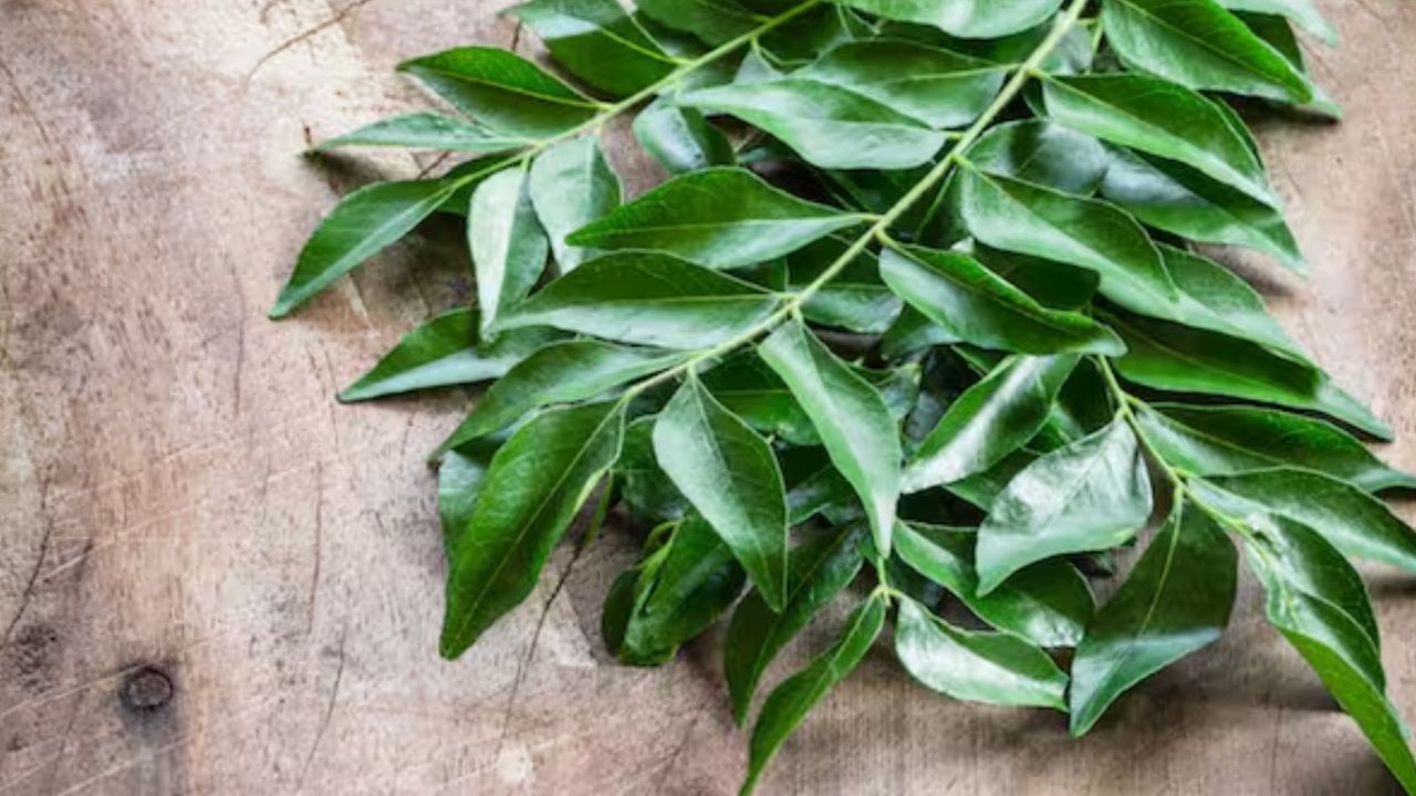 લીમડાના પાનનું સેવન પાચન ઉત્સેચકોને ઉત્તેજિત કરે છે, જે કબજિયાત, ગેસ અને અપચો જેવી સમસ્યાઓમાં રાહત આપે છે. જ્યારે પાચન તંત્ર નબળું હોય છે, ત્યારે કડી પત્તાનું પાણી આંતરડાને સ્વચ્છ રાખે છે અને શરીરને ડિટોક્સિફાય કરવામાં મદદ કરે છે.