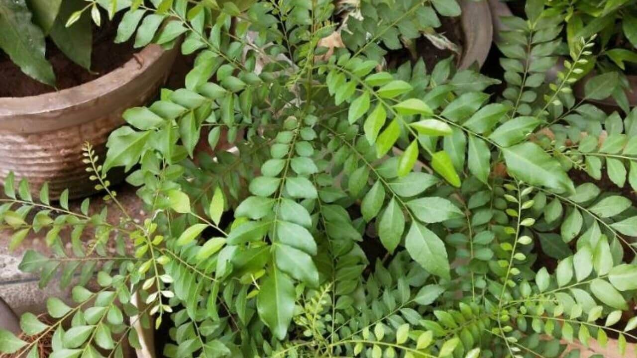 આ પાનમાં ફાઇબર અને એન્ટીઑકિસડન્ટ હોય છે, જે ચયાપચય વધારે છે અને ચરબી વધારવામાં મદદ કરે છે. તે ભૂખને નિયંત્રિત કરે છે, જે વધુ પડતું ખાવાની આદત ઘટાડે છે. લોકોમાં વારંવાર નાસ્તો કરવાની આદત હોય છે. તેના કારણે અજાણતાં જ તેમનું વજન વધવા લાગે છે. ત્યારે આ પાનનું સેવન કરવાથી પેટમાં થતી બળતરા દૂર થશે અને ભૂખ લાગશે નહી. આમ, વજન પર નિયંત્રણ આવશે. ( All photos Credit:  google and social media)