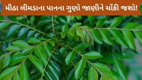 કુદરતી દવા તમારા હાથવગી: મીઠા લીમડાના પાનના ગુણો જાણીને ચોંકી જશો! કુદરતી દવા તમારા હાથવગી: મીઠા લીમડાના પાનના ગુણો જાણીને ચોંકી જશો!