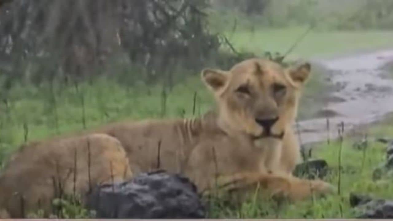 ગીરના જંગલમાં વરસાદનો આનંદ માણતી સિંહણ જોવા મળી, જુઓ video