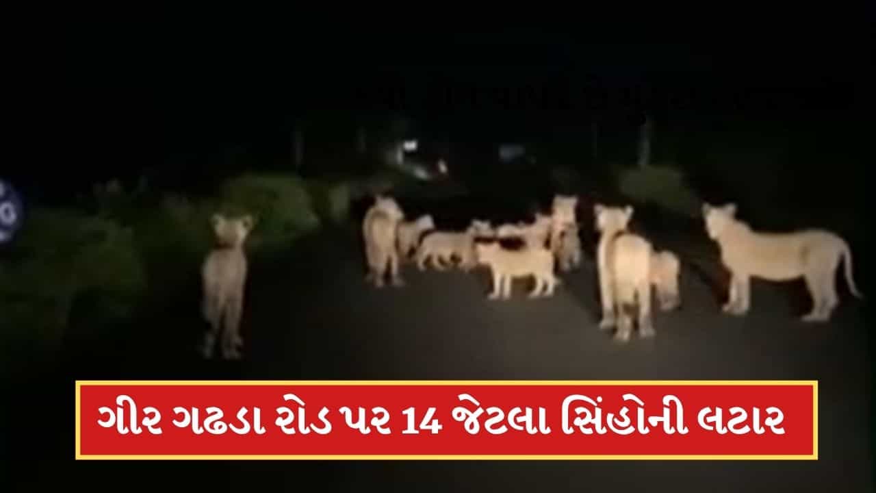 ગીર ગઢડા રોડ પર 14 જેટલા સિંહો રસ્તા પર લટાર મારતા દેખાયા, જુઓ-Video