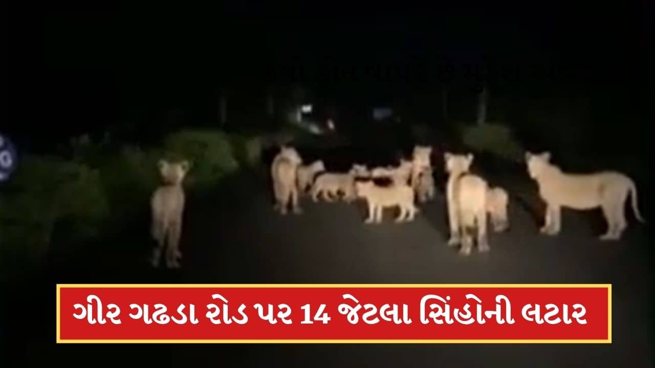 ગીર ગઢડા રોડ પર 14 જેટલા સિંહો રસ્તા પર લટાર મારતા દેખાયા, જુઓ-Video