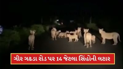 ગીર ગઢડા રોડ પર 14 જેટલા સિંહો રસ્તા પર લટાર મારતા દેખાયા, જુઓ-Video ગીર ગઢડા રોડ પર 14 જેટલા સિંહો રસ્તા પર લટાર મારતા દેખાયા, જુઓ-Video