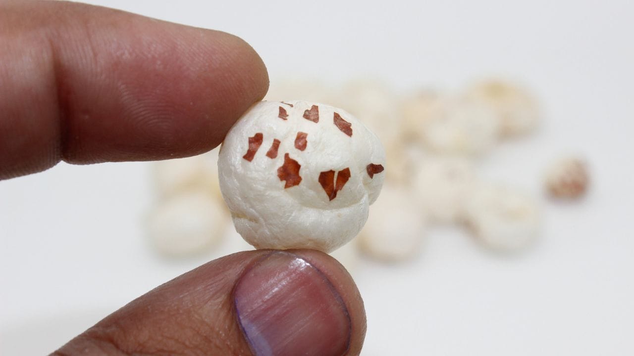 મખાનામાં  સોડિયમ અને કોલેસ્ટરોલનું પ્રમાણ ઓછું હોય છે, જે હ્રદયના આરોગ્ય માટે ઉત્તમ છે. તે બ્લડ પ્રેશર નિયંત્રિત રાખવામાં મદદ કરે છે. ( Credits: Getty Images )