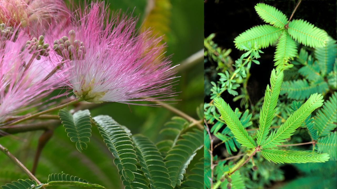 શ્રાવણ માસ દરમિયાન શમીનો છોડ લગાવતા પહેલાં કઈ મહત્વની બાબતોનું ધ્યાન રાખવું આવશ્યક છે, જેથી શ્રેષ્ઠ ધાર્મિક અને લાભદાયક ફળ મળી શકે. ( Credits: Getty Images )