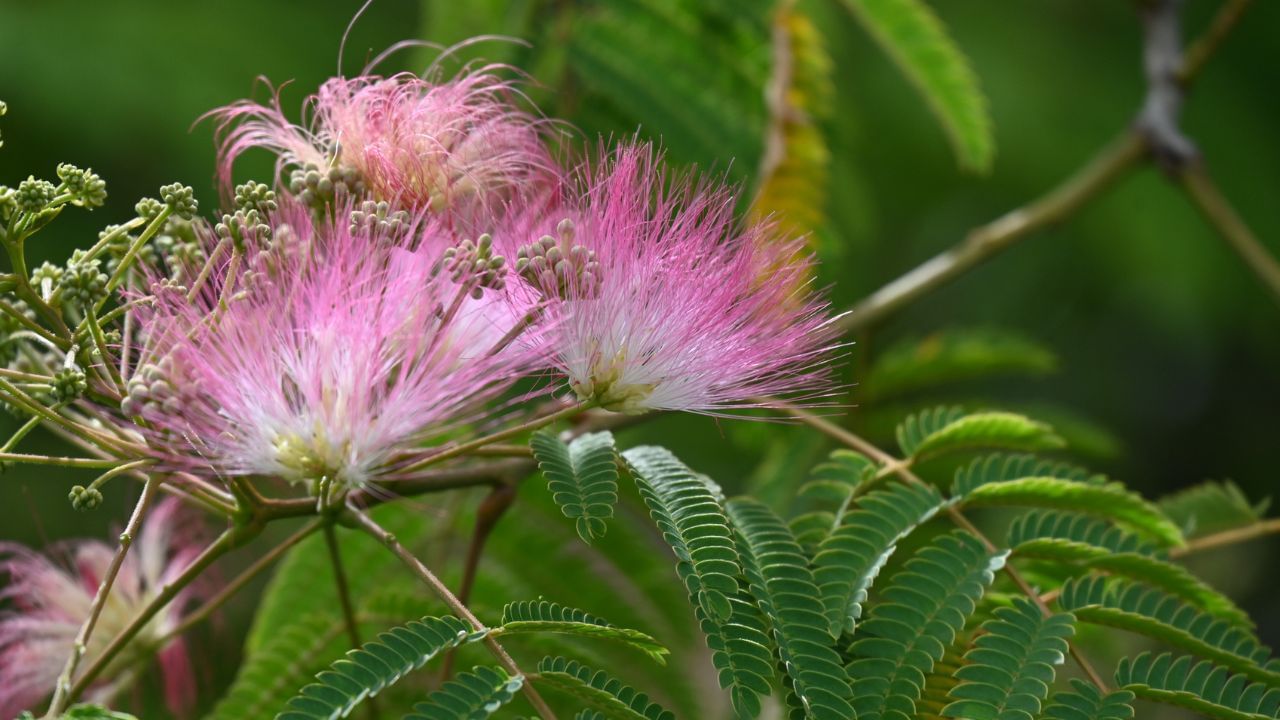 પરંપરાગત માન્યતાઓ અનુસાર, દક્ષિણ દિશામાં શમીનો છોડ લગાવવું શુભ માનવામાં આવે છે. એવું માનવામાં આવે છે કે આ દિશામાં શમીનો છોડ લગાવવાથી ઘરમાં કલ્યાણ, શાંતિ અને આર્થિક સમૃદ્ધિ મળે છે. ( Credits: Getty Images )