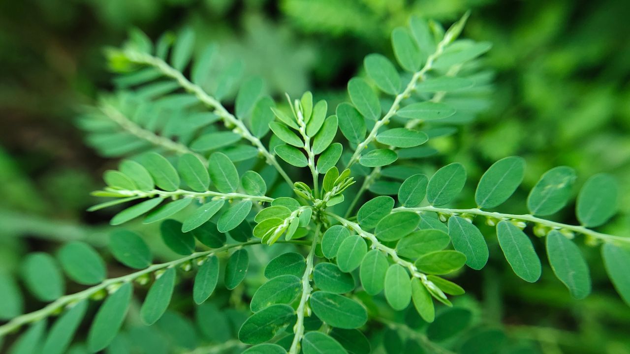 ધાર્મિક ગ્રંથોમાં એવું સૂચવવામાં આવ્યું છે કે શમીનું વૃક્ષ ઘરના આંતરિક ભાગમાં સ્થાપિત કરવું અનુકૂળ નથી. આવા છોડને ઘરની છત અથવા બાલ્કનીમાં વાવવાનો ઉપદેશ આપવામાં આવે છે, કારણ કે તે સ્થળો શક્તિપ્રદ અને પવિત્ર માનવામાં આવે છે. ઘરના મુખ્ય પ્રવેશદ્વાર પાસે કે પૂજાકક્ષમાં શમીનો છોડ રાખવો વધુ યોગ્ય ગણાય છે. ( Credits: Getty Images )