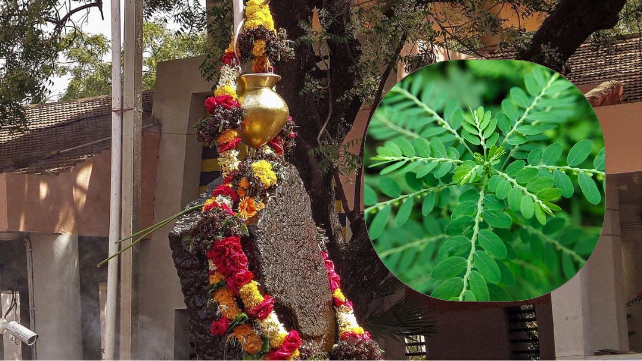 ધાર્મિક ગ્રંથો મુજબ, નિયમિત રીતે શમીના છોડની ઉપાસના કરવાથી શનિ સાડાસાતી અને  ઢૈયા જેવી નકારાત્મક અવસ્થાઓથી મુક્તિ મળે છે. સાથે સાથે, ભગવાન શિવ અને શનિદેવની કૃપા સતત ભક્ત પર  રહે છે. તેથી, નિત્ય પૂજા કરવી શુભ માનવામાં આવે છે. ( Credits: Getty Images )