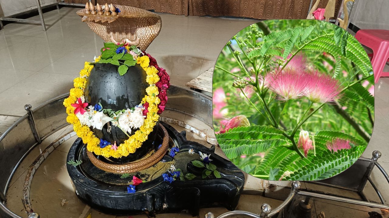 આધ્યાત્મિક દ્રષ્ટિકોણથી શમીનું વૃક્ષ શનિદેવ તેમજ મહાદેવના આશીર્વાદ મેળવવામાં સહાયક માનવામાં આવે છે. શ્રાવણ માસમાં શમીનો છોડ લગાવવાથી  શુભ પરિણામોની શક્યતા વધે છે અને નકારાત્મક શક્તિઓ દૂર થતી હોય એવી માન્યતા છે.