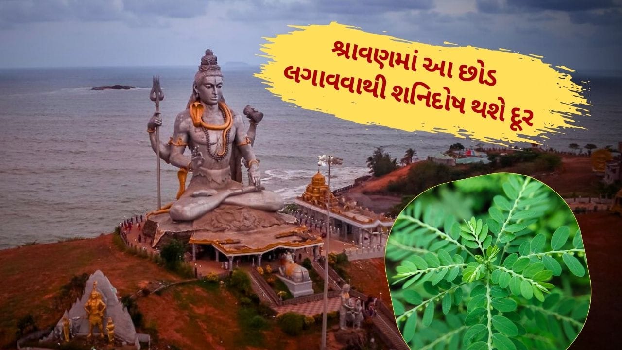 Shamsha Tree શ્રાવણ મહિનામાં ઘરમાં આ છોડ લગાવવાથી શનિદોષ થશે દૂર, સાડાસાતી-ઢૈયાથી ...
