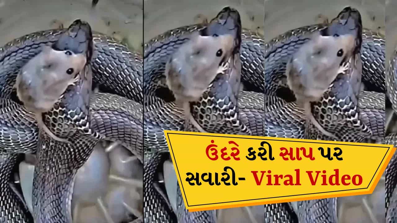 ઉંદર પોતાના મૃત્યુના માથા પર ચઢી ગયો, સાપને આ રીતે બનાવ્યો મૂર્ખ-જુઓ Viral Video