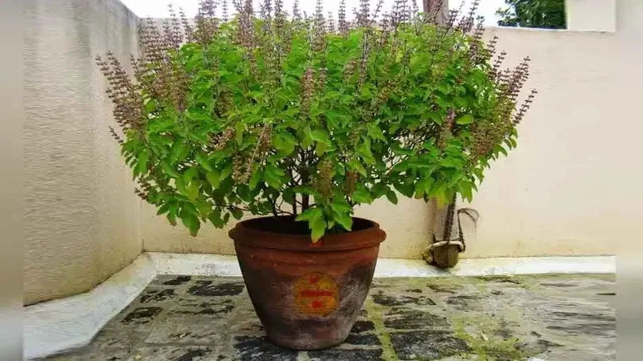 વાસ્તુ મુજબ તુલસીનો છોડ ટેરેસ પર ન રોપી શકાય, કારણ કે ત્યાં તેની યોગ્ય દેખરેખ રાખી શકાતી નથી અને તે ઘરની સકારાત્મક ઊર્જાથી દૂર થઇ જાય છે.