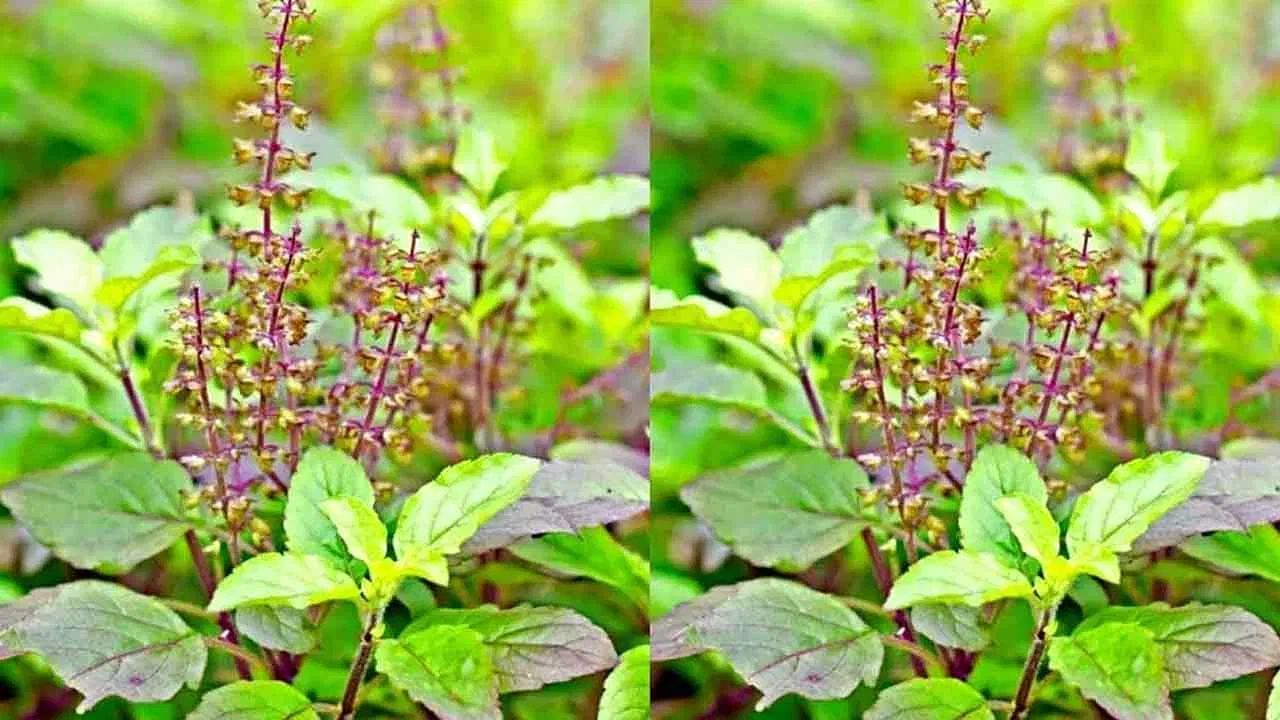 તુલસી હંમેશા ઉત્તર કે ઉત્તર-પૂર્વ દિશામાં લગાવવી જોઈએ. આ દિશાને "ઈશાન ખૂણો" કહેવામાં આવે છે, જેને દેવતાઓની દિશા માનવામાં આવે છે. આ દિશામાં તુલસી રોપવાથી ઘરમાં સકારાત્મક ઉર્જા વધે છે અને નકારાત્મકતા દૂર થાય છે.