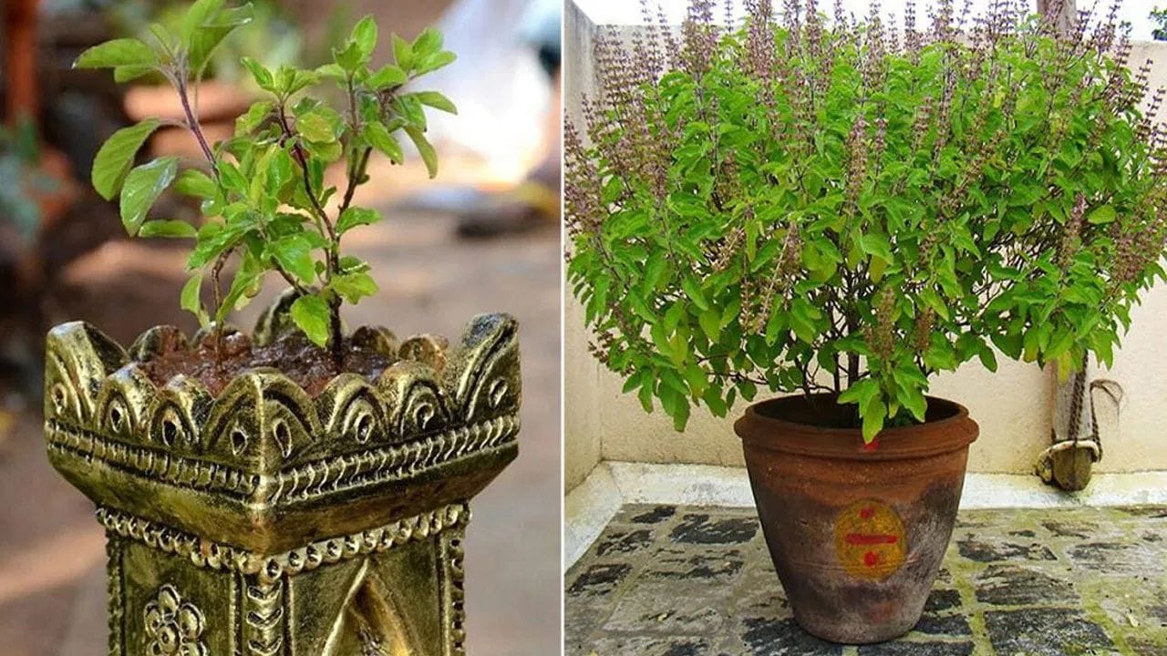 તુલસી ફક્ત શ્રદ્ધાનું પ્રતીક નથી પણ સકારાત્મક ઉર્જા તેમજ સમૃદ્ધિનું સ્ત્રોત પણ માનવામાં આવે છે. જો કે, મોટાભાગના લોકો ગમે ત્યાં અને ગમે ત્યારે તુલસીનો છોડ રોપવાની ભૂલ કરે છે. એવામાં ચાલો જાણીએ કે, તુલસીનો છોડ કઈ દિશામાં અને કયા દિવસે રોપવામાં આવે તો શુભ પરિણામો મળે.