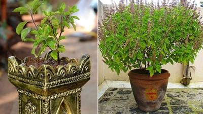 તુલસી ફક્ત શ્રદ્ધાનું પ્રતીક નથી પણ સકારાત્મક ઉર્જા તેમજ સમૃદ્ધિનું સ્ત્રોત પણ માનવામાં આવે છે. જો કે, મોટાભાગના લોકો ગમે ત્યાં અને ગમે ત્યારે તુલસીનો છોડ રોપવાની ભૂલ કરે છે. એવામાં ચાલો જાણીએ કે, તુલસીનો છોડ કઈ દિશામાં અને કયા દિવસે રોપવામાં આવે તો શુભ પરિણામો મળે.