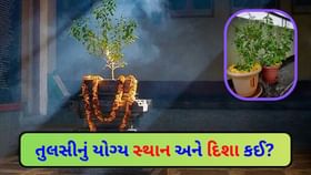 તુલસી વાવવા માટે કઈ દિશા, દિવસ અને સ્થળ યોગ્ય છે? તુલસી વાવવા માટે કઈ દિશા, દિવસ અને સ્થળ યોગ્ય છે?