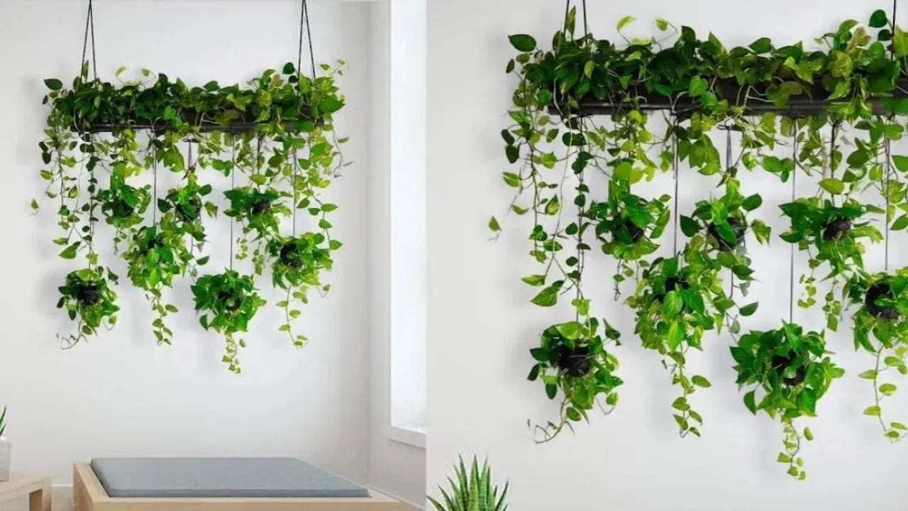 વાસ્તુશાસ્ત્રમાં મની પ્લાન્ટને ખૂબ જ શુભ અને સમૃદ્ધિ આપતો છોડ માનવામાં આવે છે. એવું કહેવાય છે કે, જો મની પ્લાન્ટ યોગ્ય દિશામાં અને યોગ્ય સમયે લગાવવામાં આવે તો ઘરમાં ધન, સુખ, શાંતિ અને સકારાત્મક ઉર્જા બની રહે છે. એવામાં ચાલો જાણીએ કે, વાસ્તુ અનુસાર મની પ્લાન્ટ લગાવવાની સાચી રીત શું છે અને તેને કઈ દિશામાં લગાવવો જોઈએ. 