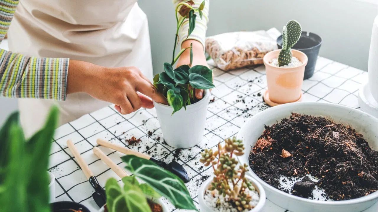 તમારે છોડના સૂકા કે પીળા પાંદડા દૂર કરવાની કાળજી લેવી, કારણ કે એ નકારાત્મક ઉર્જા ફેલાવે છે. મની પ્લાન્ટને દિવાલની તરફ ઉપરના ભાગે વધવા દેવું શુભ માનવામાં આવે છે, જ્યારે તેને નીચે લટકાવવું અશુભ ગણાય છે. વાસ્તુ અનુસાર, મની પ્લાન્ટને ઘરની અંદર રાખવું જોઈએ.  તે ઘરમાં રહેલી નકારાત્મક ઉર્જાને શોષી લે છે અને સુખ-સમૃદ્ધિ લાવે છે.