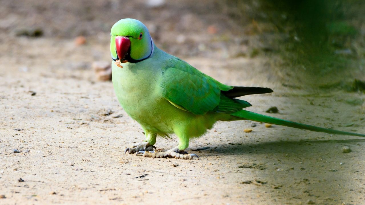 ઘરે પોપટનું આવવું: તમને જણાવી દઈએ કે, પોપટને હંમેશા ભાગ્ય અને બુદ્ધિમત્તાનું પ્રતીક માનવામાં આવે છે. માન્યતાઓ અનુસાર, આનો સીધો સંબંધ મા લક્ષ્મી સાથે પણ છે. 