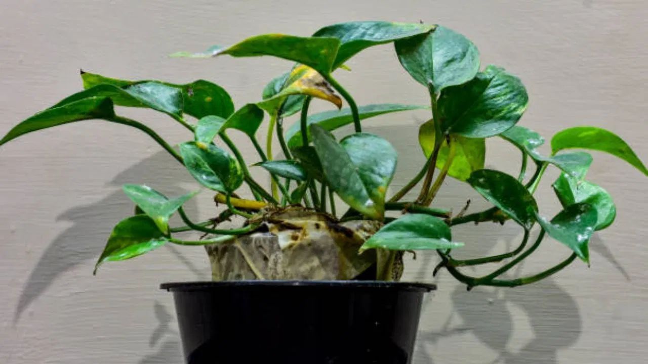 વાસ્તુશાસ્ત્ર અનુસાર, મની પ્લાન્ટ લગાવવા માટે સૌથી શુભ દિશા દક્ષિણ-પૂર્વ માનવામાં આવે છે. આ દિશા અગ્નિ તત્વની હોય છે અને શુક્ર ગ્રહ સાથે જોડાયેલી હોય છે. જણાવી દઈએ કે, શુક્ર ગ્રહ ધન, વૈભવ અને સુંદરતાનો કારક છે. 