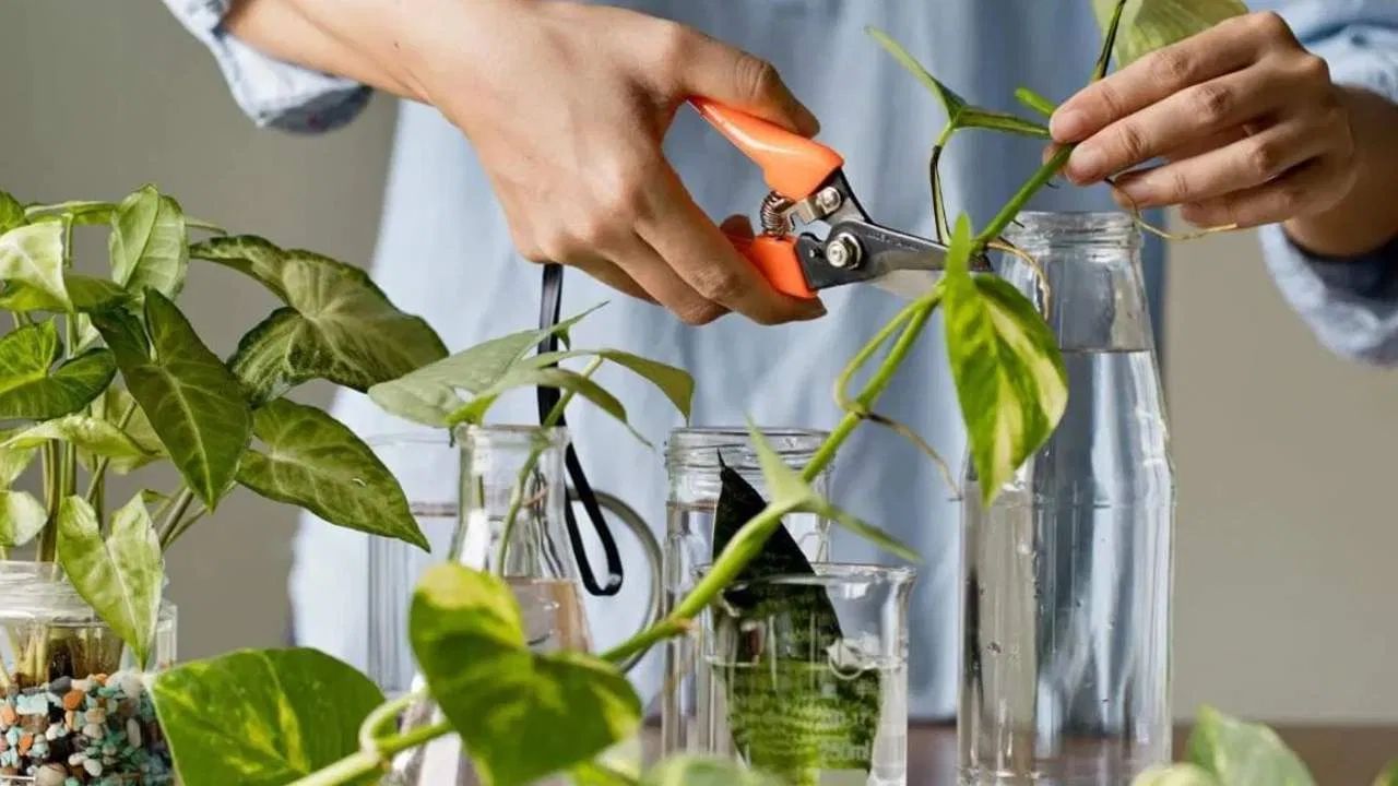 મની પ્લાન્ટ ક્યારેય કોઈને ન આપો અને બીજાને આપવા માટે પણ ન કહો. આવું કરવાથી તમારા ઘરની આર્થિક ઉર્જા બીજા વ્યક્તિ સુધી પહોંચે છે. તમારે એ પણ ધ્યાન રાખવું પડશે કે, આ છોડ હંમેશા લીલો અને તાજગીથી ભરેલો રહે. સુકાઈ ગયેલો છોડ નકારાત્મક ઉર્જા અને આર્થિક નુકસાનનું સંકેત આપે છે. 