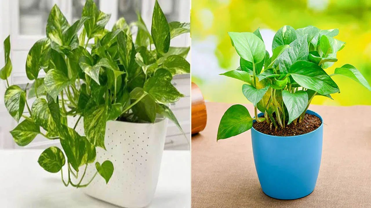 મની પ્લાન્ટને કાચની બોટલમાં કે કુંડામાં ઉગાડી શકાય છે. આ સિવાય તેને માટીવાળા વાસણમાં વાવવું પણ શુભ માનવામાં આવે છે. જો તમે પાણીમાં મની પ્લાન્ટ ઉગાડી રહ્યા છો, તો દર 7 દિવસે પાણી બદલવું જરૂરી છે.