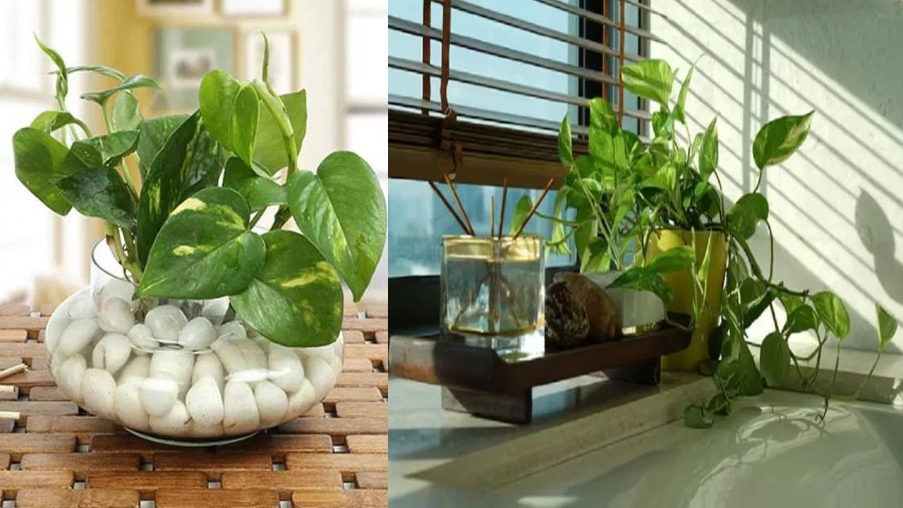 જણાવી દઈએ કે, ક્યારેય ઉત્તર-પૂર્વ દિશામાં મની પ્લાન્ટ ન લગાવવો જોઈએ. આ દિશા જળ તત્વની છે અને અહીં મની પ્લાન્ટ રાખવામાં આવે તો ઘરની આર્થિક સ્થિતિ બગડી જાય છે. 