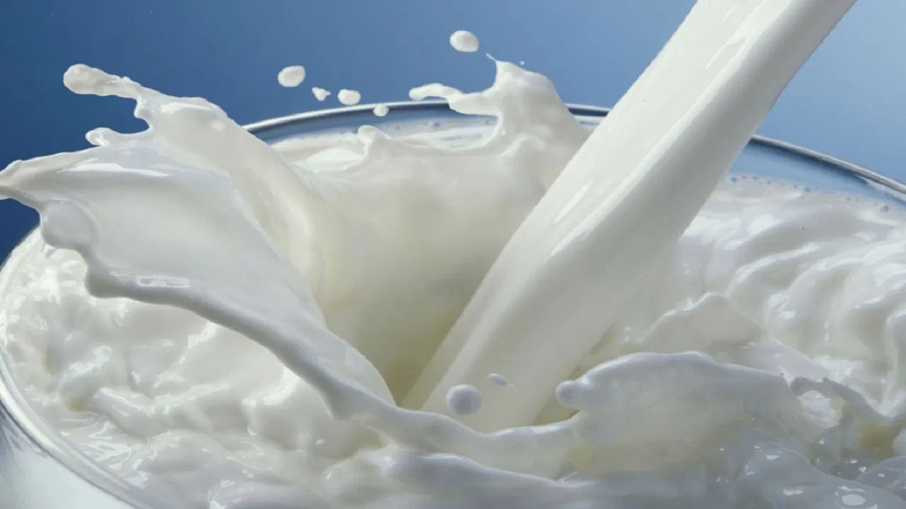 ડૉ. પરાશર કહે છે કે વરસાદમાં ઠંડુ દૂધ પીવાથી શરીરને કામચલાઉ ઠંડક મળે છે, પરંતુ આયુર્વેદ અનુસાર તે કફમાં વધારો કરે છે. આ ઋતુમાં શરીર પહેલાથી જ ભેજ અને શરદીથી પ્રભાવિત હોય છે, આવી સ્થિતિમાં ઠંડુ દૂધ લાળ, ગળામાં દુખાવો, પેટ ફૂલવું અને અપચોનું કારણ બની શકે છે. જે લોકોને એલર્જી, શરદી કે કાકડાની ફરિયાદ હોય છે તેમણે ચોમાસામાં ઠંડુ દૂધ પીવાનું ટાળવું જોઈએ. હા, જો થોડું ગરમ કે હૂંફાળું દૂધ પીવામાં આવે તો તે પાચનમાં સુધારો કરવામાં મદદ કરે છે.