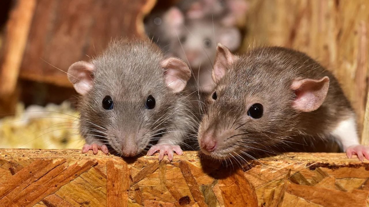 જો એક પણ ઉંદર ઘરમાં પ્રવેશ કરે તો તે આખા ઘરમાં તબાહી મચાવે છે. ઘરમાં ગંદકી ફેલાવવાની સાથે, તે વસ્તુઓને પણ બગાડે છે. ક્યારેક તે કપડાં કરડે છે તો ક્યારેક તે ખાદ્યપદાર્થો ખાઈ જાય છે. ઘણા ઘરોમાં, એક નહીં પણ ઘણા ઉંદરો આતંક ફેલાવે છે. ઘરમાં ઉંદરોની હાજરી પણ અનેક રોગોનું જોખમ વધારે છે.