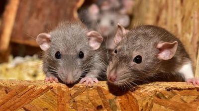 જો એક પણ ઉંદર ઘરમાં પ્રવેશ કરે તો તે આખા ઘરમાં તબાહી મચાવે છે. ઘરમાં ગંદકી ફેલાવવાની સાથે, તે વસ્તુઓને પણ બગાડે છે. ક્યારેક તે કપડાં કરડે છે તો ક્યારેક તે ખાદ્યપદાર્થો ખાઈ જાય છે. ઘણા ઘરોમાં, એક નહીં પણ ઘણા ઉંદરો આતંક ફેલાવે છે. ઘરમાં ઉંદરોની હાજરી પણ અનેક રોગોનું જોખમ વધારે છે.