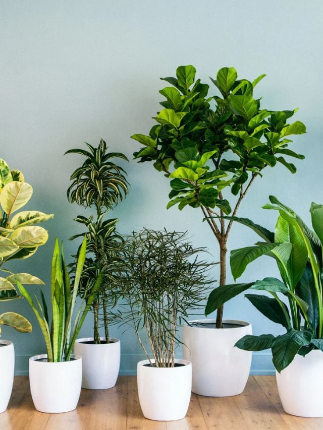 Plant In Pot : ઘરે ઉગાડો આ ઈન્ડોર પ્લાન્ટ, સ્વચ્છ અને પ્રદૂષણ મુક્ત મળશે હવા Plant In Pot : ઘરે ઉગાડો આ ઈન્ડોર પ્લાન્ટ, સ્વચ્છ અને પ્રદૂષણ મુક્ત મળશે હવા