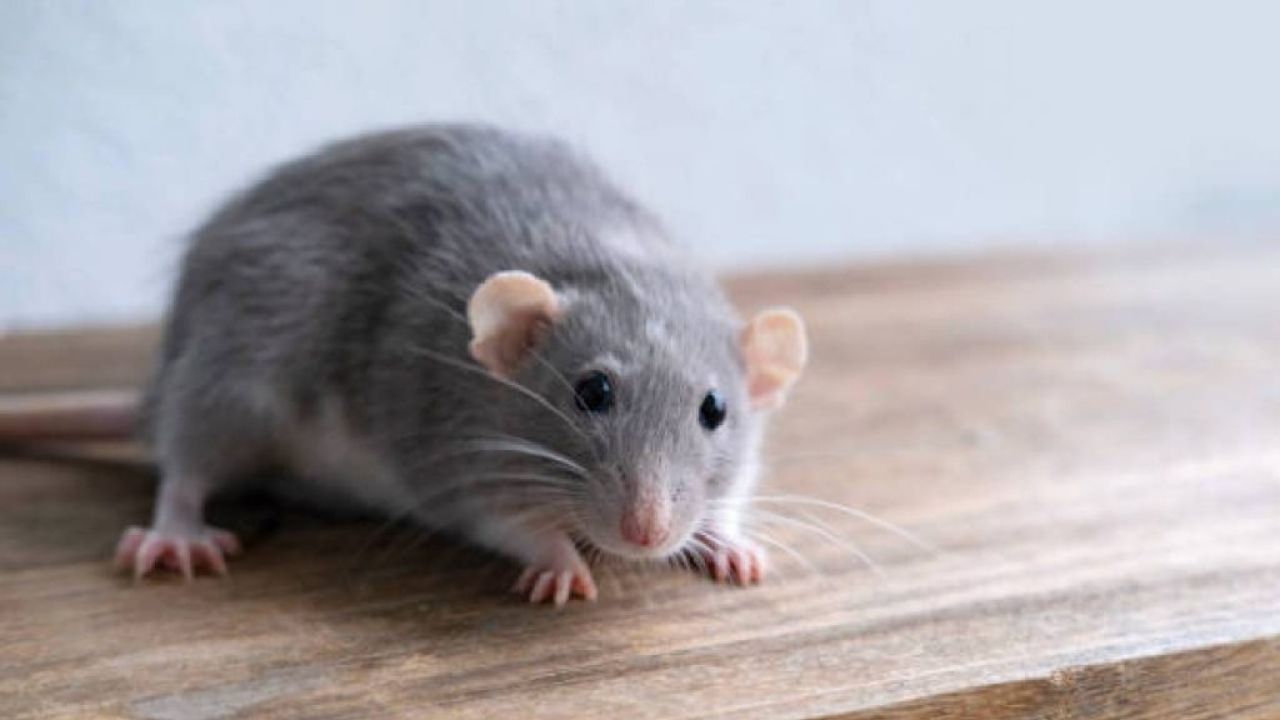 આવી સ્થિતિમાં, સમયસર તેમને ઘરની બહાર કાઢવા જરૂરી છે. ભલે તમને બજારમાં ઉંદર મારવાનું ઝેર મળશે. પરંતુ તમે ઘરમાં રાખેલી કેટલીક કુદરતી વસ્તુઓથી પણ ઉંદરોને ભગાડી શકો છો. આ વસ્તુઓ એવી છે કે ઉંદરો મરશે નહીં અને તમારા ઘરમાંથી પણ ભાગી જશે. તો ચાલો જાણીએ કે કઈ વસ્તુઓનો ઉપયોગ ઉંદરોને ભગાડવા માટે થઈ શકે છે.