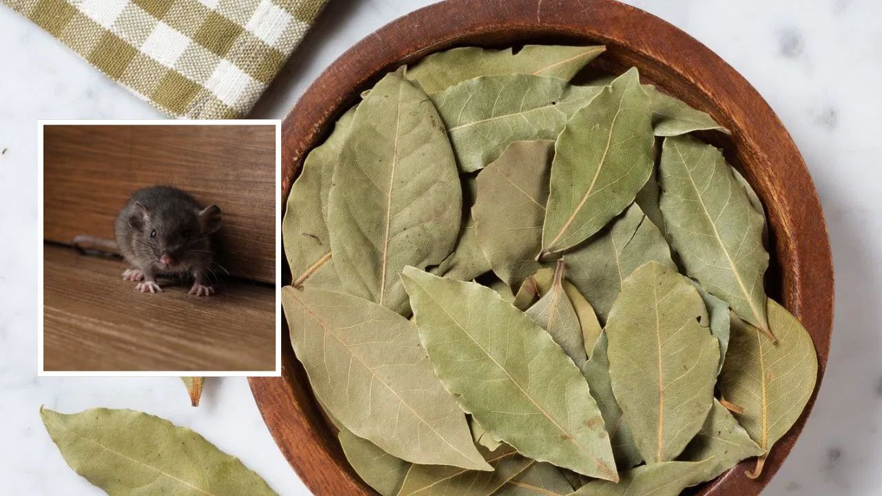 તમાલપત્ર ઉંદરો ભગાડવા માટે રામબાણ ઇલાજ છે. ઉંદરો તેમી તીવ્ર ગંધને કારણે ઘરમાંથી ભાગી જાય છે. આ માટે, ઘરની તે જગ્યાએ 8-10 તેજપત્તાના પાન રાખો જ્યાં ઉંદરો આવે છે અને જાય છે. તેની ગંધને કારણે તેઓ ઘરમાંથી ભાગી જશે નહીંતર તેઓ ફરીથી તે જગ્યાએ નહીં આવે.