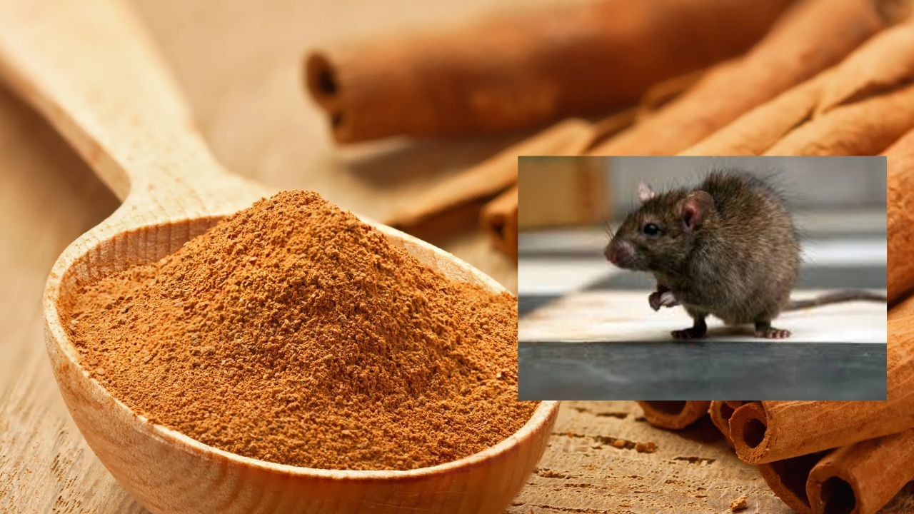 જોકે ભારતીય ઘરોમાં તજનો ઉપયોગ ખોરાકનો સ્વાદ વધારવા માટે થાય છે. પરંતુ શું તમે જાણો છો કે તજ ઉંદરોને ભગાડવામાં પણ ખૂબ અસરકારક છે. આ માટે, પહેલા તજનો પાવડર બનાવો અને તેને ઘરના દરેક ખૂણામાં રાખો. ઉંદરોને પણ તેની ગંધ ગમતી નથી અને તેઓ તમારા ઘરથી દૂર ચાલ્યા જશે.