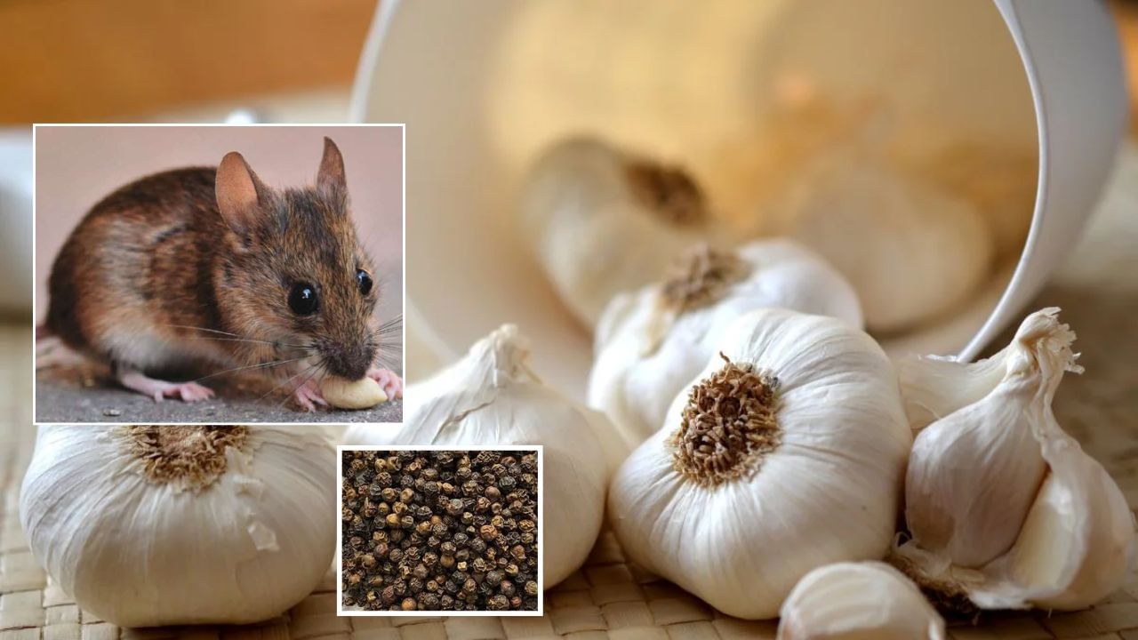 લસણ અને કાળા મરીની ગંધ પણ ખૂબ જ તીવ્ર હોય છે. ઉંદરોને તેમની ગંધ બિલકુલ ગમતી નથી. તમારે ફક્ત લસણ અને કાળા મરીને પીસીને પાવડર બનાવવાનો છે અને તેની ગોળી બનાવીને ઘરના દરેક ખૂણામાં રાખવાની છે. તમે આ પાવડર પણ છાંટી શકો છો.