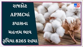 APMC Market Rates : રાજકોટ APMCમાં કપાસના મહત્તમ ભાવ રૂપિયા 8265 રહ્યા