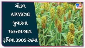 APMC Market Rates : ગોંડલ APMCમાં જુવારના મહત્તમ ભાવ રૂપિયા 3905 રહ્યા