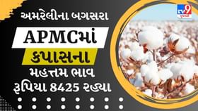 APMC : અમરેલીના બગસરા APMCમાં કપાસના મહત્તમ ભાવ રૂપિયા 8425 રહ્યા APMC : અમરેલીના બગસરા APMCમાં કપાસના મહત્તમ ભાવ રૂપિયા 8425 રહ્યા