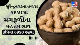 APMC: સુરેન્દ્રનગરના હળવદ APMCમાં મગફળીના મહત્તમ ભાવ રૂપિયા 6950 રહ્યા APMC: સુરેન્દ્રનગરના હળવદ APMCમાં મગફળીના મહત્તમ ભાવ રૂપિયા 6950 રહ્યા